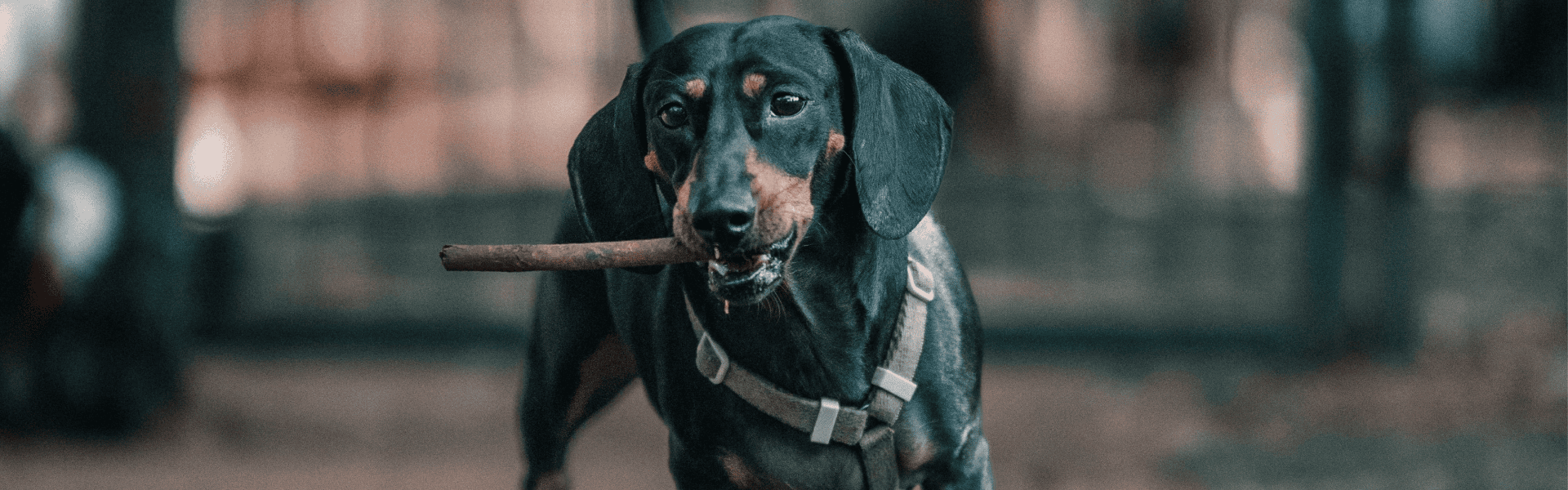 Sausage Dog Box